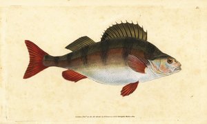Flussbarsch, Perca fluviatilis. Handkolorierte Kupferstichzeichnung und -gravur von Edward Donovan aus seiner Natural History of British Fishes, Donovan und F.C. und J. Rivington, London