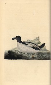 Tordalk, Alca torda. Handkolorierte Kupferstich von Edward Donovan aus seiner Natural History of British Birds, London