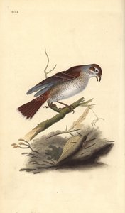 Neuntöter (weiblich), Lanius collurio. Handkolorierter Kupferstich gezeichnet und gestochen von Edward Donovan aus seinem eigenen „Natural History of British Birds“, London
