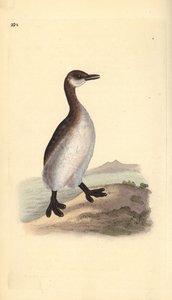 Rothalstaucher (weiblich), Podiceps grisegena. Handkolorierte Kupferplatte von Edward Donovan aus seinem eigenen „Natural History of British Birds“ von Edward Donovan