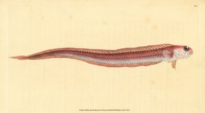 Rotbandfisch, Cepola macrophthalma. Handkolorierte Kupferstichzeichnung und -gravur von Edward Donovan aus seiner „Natural History of British Fishes“, Donovan und F.C. und J. Rivington, London