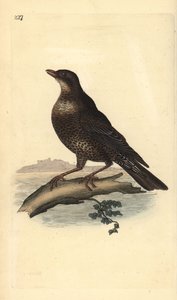 Ringdrossel (weiblich), Turdus torquatus. Handkolorierter Kupferstich gezeichnet und gestochen von Edward Donovan aus seinem eigenen „Natural History of British Birds“, London