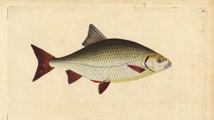 Rotfeder, Scardinius erythrophthalmus (Rotauge, Cyprinus erythrophthalmus). Handkolorierte Kupferstichzeichnung und Gravur von Edward Donovan aus seiner Natural History of British Fishes, Donovan und F.C. und J. Rivington, London