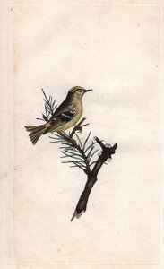 Wintergoldhähnchen. Regulus regulus. Kupferstich von Edward Donovan (1768-1837), veröffentlicht in „Histoire naturelle des oiseaux britanniques“, London