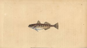 Sandgrundel, Pomatoschistus minutus (Gefleckte Grundel, Gobius minutus). Handkolorierte Kupferplatte gezeichnet und graviert von Edward Donovan aus seiner Naturgeschichte der britischen Fische, Donovan und F.C. und J. Rivington, London