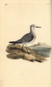 Sanderling, Calidris alba. Handkolorierte Kupferstich von Edward Donovan aus seiner Natural History of British Birds, London von Edward Donovan