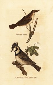 Schilfrohrsänger, Acrocephalus schoenobaenus, und Haubenmeise, Lophophanes cristatus von Edward Donovan