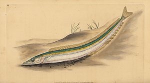 Kleiner Sandaal, Sandlanze oder Sandaal, Ammodytes tobianus. Handkolorierte Kupferplatte gezeichnet und graviert von Edward Donovan aus seiner Natural History of British Fishes, Donovan und F.C. und J. Rivington, London
