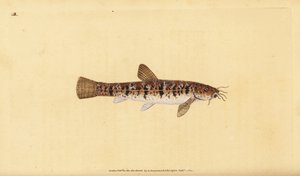 Steinbeißer, Barbatula barbatula (Bärtiger Steinbeißer, Cobitis barbatula). Handkolorierte Kupferstichzeichnung und Gravur von Edward Donovan aus seiner Natural History of British Fishes, Donovan und F.C. und J. Rivington, London