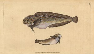 Gestreifter Seeschnecke, Liparis liparis liparis (Schmieriger Seelump, Cyclopterus liparis). Handkolorierter Kupferstich von Edward Donovan aus seiner „Natural History of British Fishes“, Donovan und F.C. und J. Rivington, London