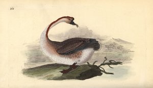 Schwanengans, Anser cygnoides, gefährdet. Handkolorierter Kupferstich gezeichnet und gestochen von Edward Donovan aus seinem eigenen „Natural History of British Birds“, London von Edward Donovan