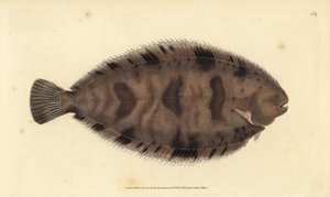 Dickrücken-Sohle, Microchirus variegatus (Bunte Sohle, Pleuronectes variegatus). Handkolorierter Kupferstich von Edward Donovan aus seiner „Natural History of British Fishes“, Donovan und F.C. und J. Rivington, London