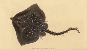 Nagelrochen, Raja clavata. Nahezu bedroht. Handkolorierte Kupferplatte gezeichnet und graviert von Edward Donovan aus seiner Naturgeschichte der britischen Fische, Donovan und F.C. und J. Rivington, London von Edward Donovan