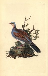 Turteltaube, Streptopelia turtur. Handkolorierte Kupferplatte gezeichnet und graviert von Edward Donovan aus seiner Natural History of British Birds (1794-1819) von Edward Donovan