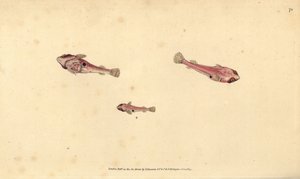 Zweifleckiger Klippenfisch, Diplecogaster bimaculata bimaculata (Zweifleckiger Sauger, Cyclopterus bimaculatus). Handkolorierter Kupferstich von Edward Donovan aus seiner „Natural History of British Fishes“, Donovan und F.C. und J. Rivington, London