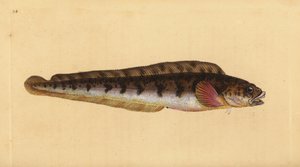 Lebendgebärender Aalquappe, Zoarces viviparus. Handkolorierte Kupferstichzeichnung und -gravur von Edward Donovan aus seiner „Natural History of British Fishes“, Donovan und F.C. und J. Rivington, London