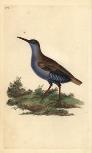 Wasserralle (Rallus aquaticus). Handkolorierter Kupferstich von Edward Donovan aus seinem Werk „Natural History of British Birds“, London