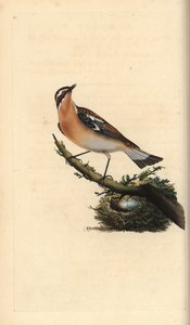 Braunkehlchen, Saxicola rubetra. Handkolorierte Kupferstich von Edward Donovan aus seiner Natural History of British Birds, London