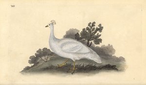 Weißhaubenpfau (weiblich), Pavo cristatus. Handkolorierte Kupferstich von Edward Donovan aus seiner Natural History of British Birds, London von Edward Donovan
