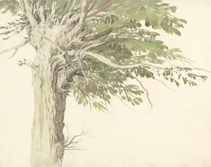 Studie eines beschnittenen Baums - eine Weide von Edward Duncan