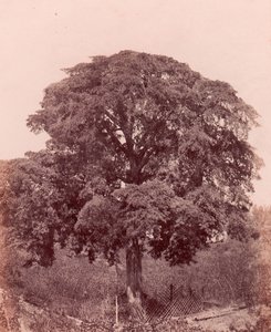 Baumstudie von Edward King Tenison