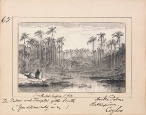 Areka-Palmen, Ratanapooru, Ceylon - 