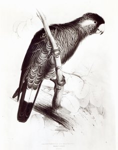 Calyptorhynchus Baudinii, oder Baudins Kakadu, 1832 von Edward Lear