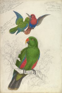 Eclectus Roratus Polychloros von Edward Lear