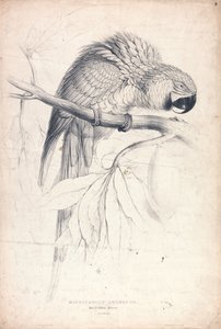 Blau- und Gelbara (Tafel 8) von Edward Lear