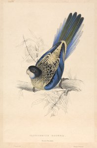 Platycercus Brownii / Browns Sittich von Edward Lear