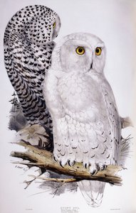 Schneeeule, 1832-1837
