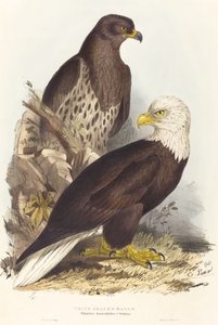 Weißkopfseeadler Haliaetus leucocephalus, veröffentlicht 1832-1837