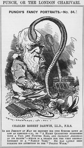 Charles Darwin, Punchs Fantasieporträts, Nr. 54, Illustration aus 