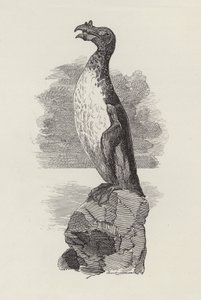 Illustration für Die Wasserkinder von Charles Kingsley von Edward Linley (after) Sambourne