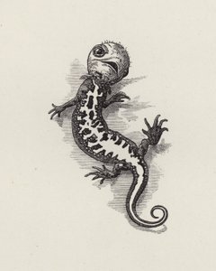 Illustration für Die Wasserkinder von Charles Kingsley von Edward Linley (after) Sambourne