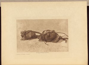 Büffelsteine - Piegan von Edward S. Curtis