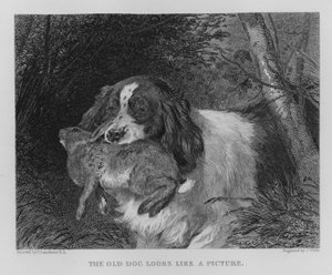 Der alte Hund sieht aus wie ein Bild