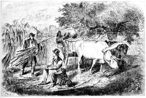 Ochsen ziehen Mais, 19. Jahrhundert von Edwin Forbes