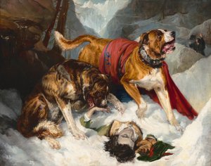 Alpenmastiffs beleben einen erschöpften Reisenden