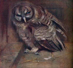 Eine junge braune Eule, 1907 von Edwin John Alexander