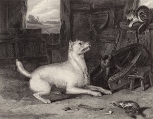 Der Eindringling von Edwin Landseer