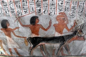 Ägyptische Antike: Figuren führen Viehköpfe. Gemälde aus dem Grab von Roy (TT255). 18. Dynastie. Vom Westufer von Luxor, Ägypten