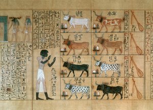 Papyrus, der Ochsen darstellt, aus dem Totenbuch von Maiherperi