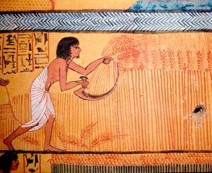 Ägyptische Kunst: Grab des Senenmut. Die Verstorbenen mähen das Weizenfeld der Heiligen. Eine Sense wird verwendet, um die Weizenähren zu schneiden und das Getreide zu ernten. 19. Dynastie