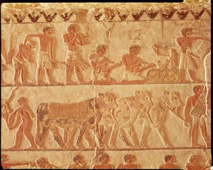 Bemaltes Relief darstellend die Steuererhebung und eine Gruppe von Rindern, Altes Reich von Egyptian 5th Dynasty