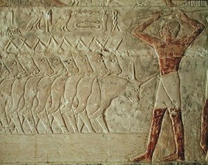 Relief, das einen Treiber zeigt, der eine Gruppe von Rindern antreibt, aus der Mastaba von Mereruka, Altes Reich von Egyptian 6th Dynasty Egyptian 6th Dynasty
