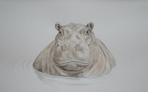 Nilpferd