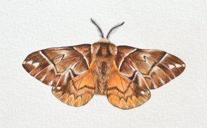 Kentischer Glanz