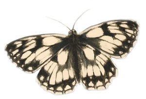 Schachbrettfalter