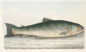 Lachsforelle aus Berwick on Tweed, aus Eine Abhandlung über Fische und Fischteiche, veröffentlicht 1832